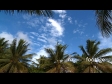 Coconut Palm Trees 1 394